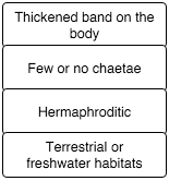 Annelids have a basic body plan that is a tube within a tube. There are, however, major differences between the two principal classes within this phylum. Associate the following characteristics with the appropriate annelid class.