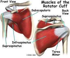 Nerve: Suprascapular nerve
Roots: C5-C6
Trunk: Upper Trunk
Cord: Pre-Cord
Action: Shoulder abduction, first 30 degrees
Test: Have the patient abduct the shoulder. For the first 10-15 degrees, the supraspinatus is the principal abductor of the shou...