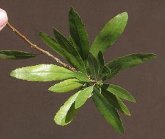 Myricaceae Morella californica