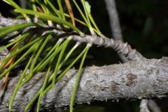 Pinaceae Pinus 
contorta contorta