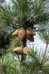 Pinaceae Pinus muricata