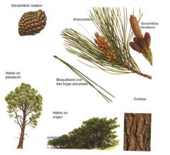 Pinaceae Pinus radiata