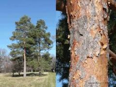 Pinaceae Pinus sylvestris