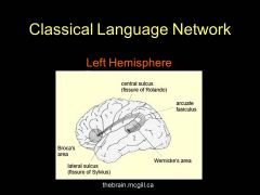 Wernicke’s area in the posterior superior 
temporal gyrus of the left hemisphere (BA 22) can 
be considered the Word Sound Lexicon. The 
semantic conceptual field is widely distributed 
throughout the brain (and is therefore harder to lesion...