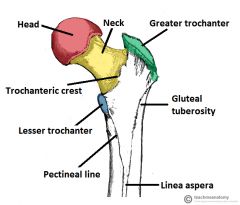-head of femur 
-neck of femur 
-greater trochanter
-leser trochanter 
-Shaft