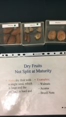 Walnuts, Acorns, Brazil Nuts