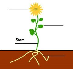 the stalk that supports a leaf, flower, or fruit.