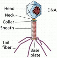 Naked Virus Structure