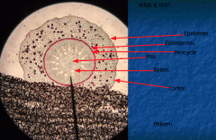 MONOCOT ROOT
1. Protoderm 2. Procambium 3. Ground meristem
Epidermis- Outside  layer
Stele- Xylem, Phloem, Pericycle
Cortex- Between stele and epidermis; Storage, Endodermis, Passage Cells