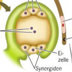 In Samenanlage: Meiose + Mitose -> 8 Kerne 
-3 Antipodenzelle  (oben) +
-3 Synergide (unten) +
-2 Polkerne (Embryosack)


Generative Spermazelle kommt über Pollenschlauch dazu
