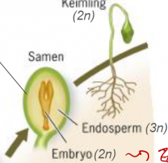 1. aus Zygote wird nach Zellteilung Embryo im Torpheostadium
2. Aus Endospermkern wird Nährgewebe des Samens, bis Wurzeln die Versorgung übernehmen