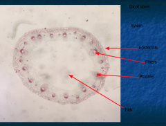 DICOT STEM
Vascular bundles arranged in a ring
There is a pith
Fibers add support