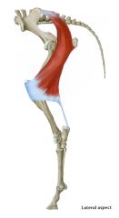Musculus biceps femoris, welcher am lateralen Kniescheibenband inseriert.