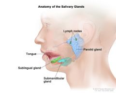 Contained within the mouth are the tongue, teeth, gums, and the openings of the salivary glands (parotid, submandibu-lar, and sublingual). (346)