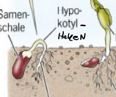Sprossspitze durch Keimblätter geschützt, während sich das Hypokotyl bodenwärts streckt und Primärwurzel ausbildet
WEnn sich Epikotyl streckt entwickeln sich erste Blätter