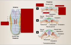 Somites 
Neural folds
Neural plate
Cut edge
Neural tube
Neural groove
Neural plate
Neural folds
Ectoderm
Endoderm
Future neural crest