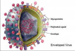 Enveloped Virus Structure 