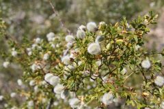 What are the scientific and common names? (hot desert)