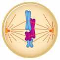 What happens during Metaphase?