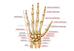 Contains five metacarpal bones, labeled I-V starting from lateral (thumb)
-14 Phalanges (digit bones); every finger contains a proximal, middle, and distal phalanx (except the thumb which only contains a proximal and distal bone)