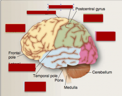Identify frontal lobe, parietal lobe, occipital lobe, temporal lobe, precentral gyrus, central sulcus, lateral (Sylvian fissure). 