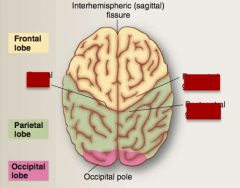Identify precentral gyrus, postcentral gyrus, central sulcus. 