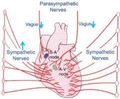 A withdrawal (decrease) of vagal tone

Activation of sympathetic nerves innervating SA node

Circulating catecholamines acting via beta-1-andrenoceptors located on SA nodal cells