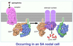 B1 receptor activation via EPI binding cause cyclic AMP production within the cell

Funny current channels are HCN which are cyclic nucleotide gated channels

cAMP increases which directly increase funny current resulting in Na+ entering the cell...