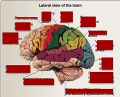 Identify: frontal association areas, frontal eye fields, primary motor area, premotor area, association areas, sensory association, primary sensory, visual association areas, primary visual area, primary auditory area, speech comprehension (Wernic...