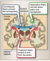 Corpus callosum


Corona radiata (bundled into the internal capsule and contains all the fibers traveling among the cortex, spinal cord, and deep forebrain structures). 