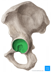 Concave socket, articulates with the head of the femur