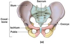 Formed by fusion of three bones: Ilium, Ischium, and pubis