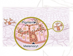 Pigmentzellen der Basalzellschicht und der Haarfollikel


Es findet Melaninsynthese statt (Melanosomen)


-> Schutz vor UV Strahlung