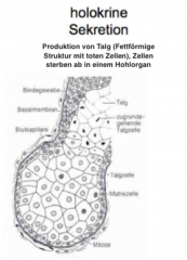 Produktion von Talg (Fettförmige Struktur mit toten Zellen), Zellen sterben ab in einem Hohlorgan