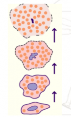 Eine Umwandlung ganzer Zellen in Sekret findet statt !


Bspw: Talgdrüsen der Haut, Lippenrot, Klitoris, Penis