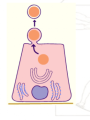 Zytoplasmaabschnitte werden zusammen mit Sekret abgeschnürt, dabei werden  Teile des Zytoplasmas und der Membran mit abgegeben


z.B. Milchdrüsen, Duftdrüsen