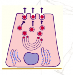 Exozytose,


Sekretgranula verschmelzen mit der Plasmamembran und geben Inhalt in das Lumen frei


Bspw. bei den Meisten Schweißdrüsen