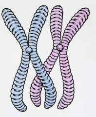 2 sets of chromosomes or genetic information