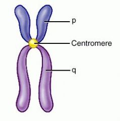 1 set of chromosomes or genetic information