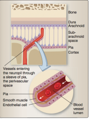 Through a sleeve of pia called the perivascular space.