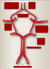 Label the parts of the circle of Willis:  Vertebral arteries, posterior cerebral artery, basilar artery, middle cerebral artery, posterior communicating artery, internal carotid arteries, anterior communicating artery, anterior cerebral artery. 
