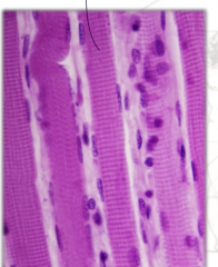 Willkürliche Bündel aus bis zu ca 30cm langen Fasern, von Bindegewebskapsel umgeben (Faszie)

Rote und weiße Muskulatur

Muskelfaser -> Myofibrillle -> Myofilament