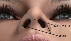 The fleshy external end of the nasal septum is sometimes also called columella. (wikepedia)