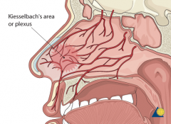 The front of the nasal septum contains a rich supply of blood vessels and is known as Kiesselbach’s area. This is a common site for nasal bleeding. (347)