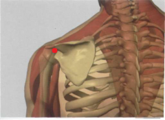 con el brazo colgando, por encima del extremo dorsal
del pliegue axilar, en la depresión inferior del borde
inferior de la espina de la escápula