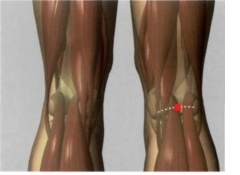 en el centro del pliegue articular de la rodilla
