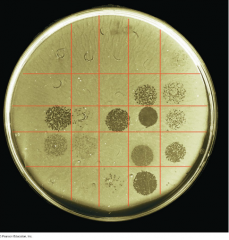 Petri dish/grid and Bacteria lawn. Phage is a virus that affects bacteria, causing them to rupture. What's left is a clearing zone called a plaque. Known number of viral agents that affect bacteria. Compare to ID bacteria.