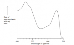 This graph shows shows the rate of photosynthesis of a plant at different wavelengths of light. Suggest and explain why the rate of PS is low between 525 and 575 nm wavelengths of light [2]