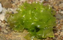 What Protozoan Algae is this & what are its characteristics?