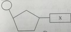 The diagram represents a DNA nucleotide. What could the part labelled X represnet?